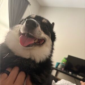 Joyful Black and White Husky with Fluffy Ruff